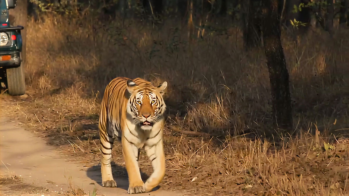 Dense jungle trail during a wildlife safari