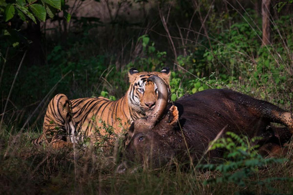 The tiger and its prey, the buffalo in the Tadoba forest