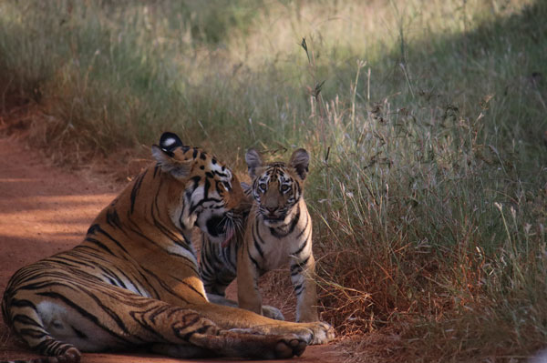 Tiger with cub at Tadoba National Park