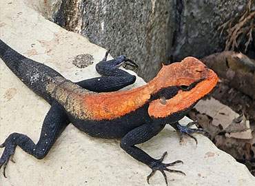 The Chameleon in Tadoba Forest