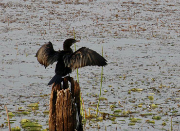 A bird in Tadoba Forest