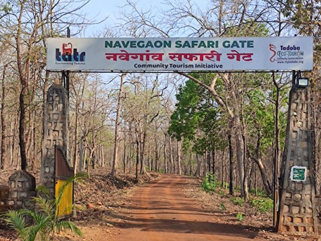 Navegaon Gate at Tadoba