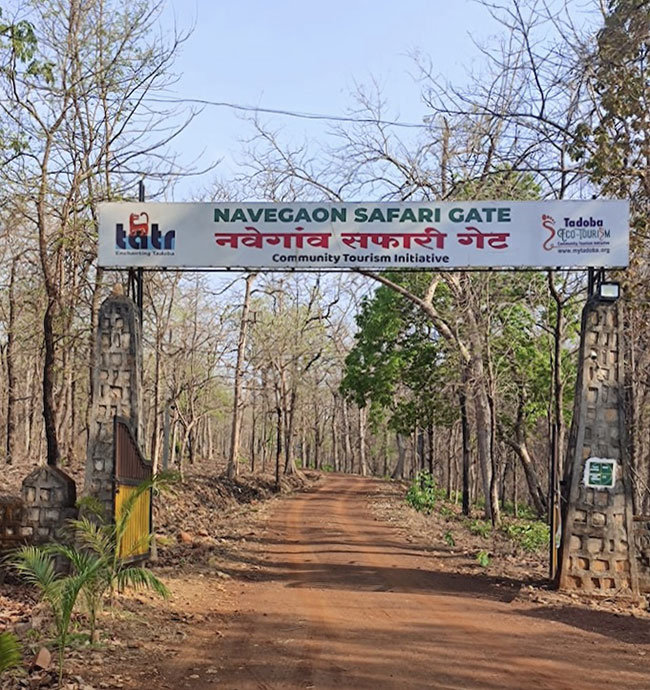 Navegaon Gate Safari - Tadoba National Park