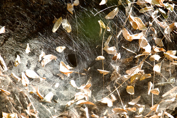 Funnel of Spider