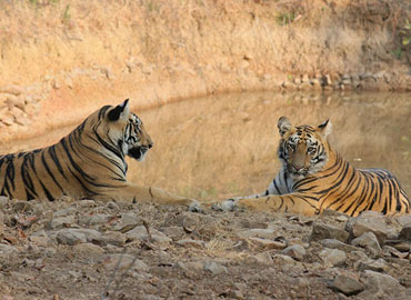 Tiger cooling off