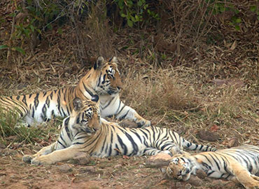 Tiger spending time with family in Tadoba forest