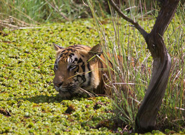 A Tadoba tiger getting cold